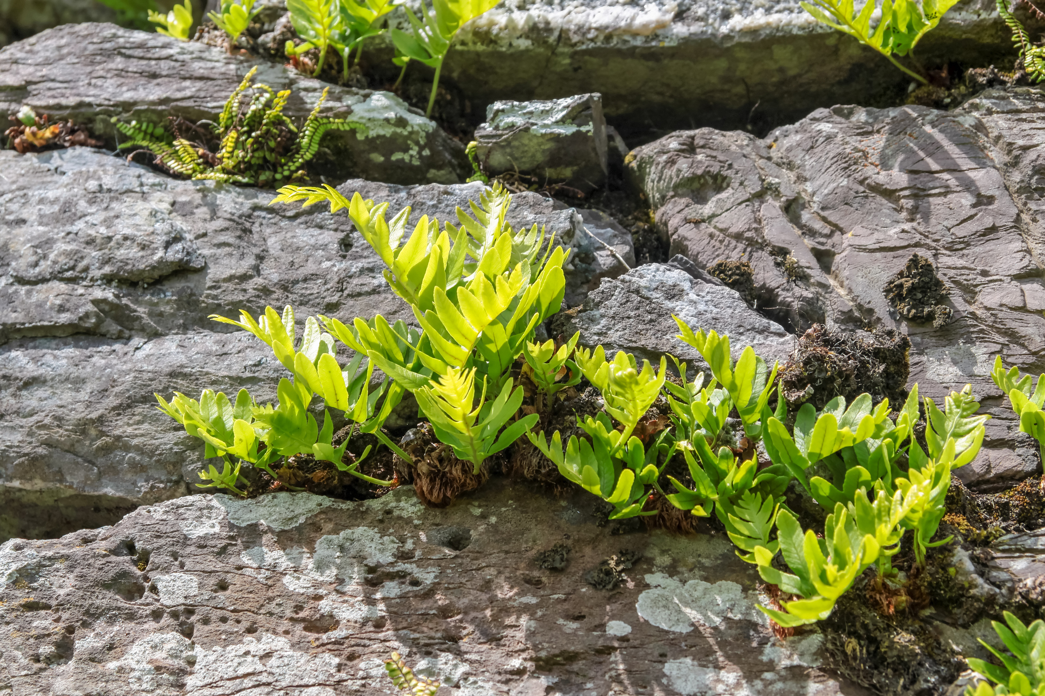 Ballycarbery Castle Ivy